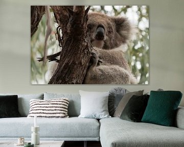Ontwakende Koala