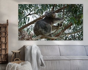 Koala op de uitkijk van Chris van Kan