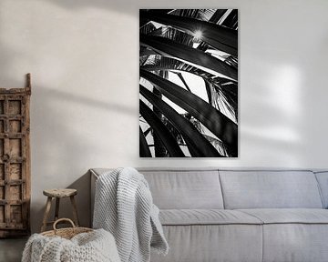 Play of light between palm leaves by Poster Art Shop