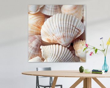 Shells in soft light by Poster Art Shop