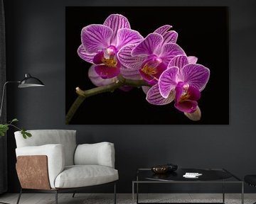 Bloeiende paarse orchidee van Dirk Jan Kralt