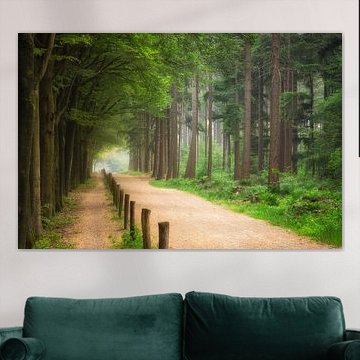 Forest Pathway