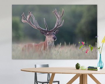 Cerf élaphe dans un champ de céréales sur Peter Ponsteen