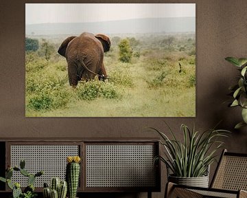 Elephant backside by Emma Mermans