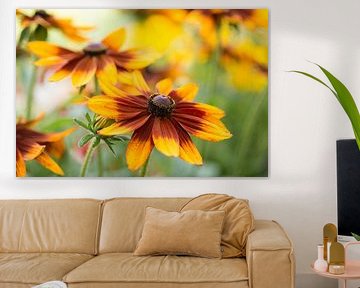 Le jaune et l'orange flamboyants du échinacée (Rudbeckia Hirta couleurs d'automne) sur Birgitte Bergman