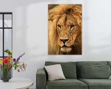 WILDE LEEUW van Els Royackers