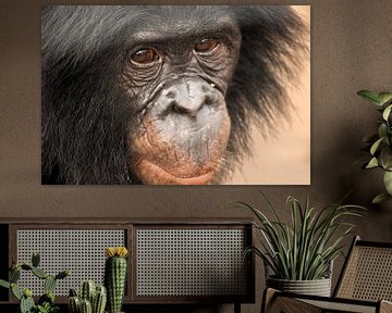 CHIMPANSEE IN HET WILD van Els Royackers