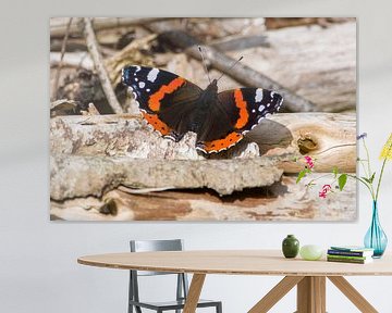 atalanta in de zon van Stobbe; stiltegrafie