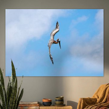 Pelikan fällt im Flug