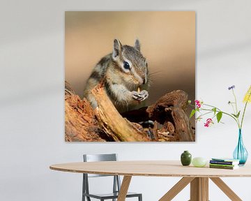 Siberian squirrel by JorDieFotografie