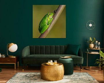 Grüner Laubfrosch von JorDieFotografie