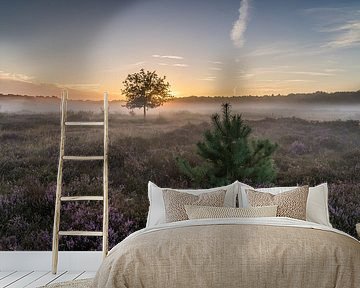 Kerstboom bij zonsopkomst op de Tafelbergheide