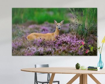 Ree auf der violetten Heide
