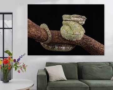 Wimpergroefkopadder (Bothriechis schlegelii) van Ronald Pol