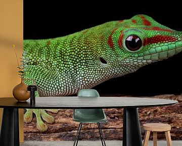 Madagaskar Daggekko (Phelsuma madagascariensis) van Ronald Pol