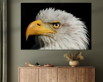 Bald Eagle (Haliaeetus leucocephalus) by Ronald Pol