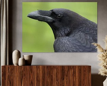 Raaf (Corvus corax) van Ronald Pol