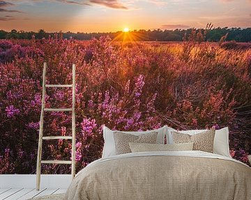 Sunset Loonse and Drunense Dunes with heather I by Ronne Vinkx