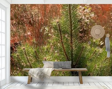 Kiefer Rotes Heidekraut Loonse und Drunense Dünen