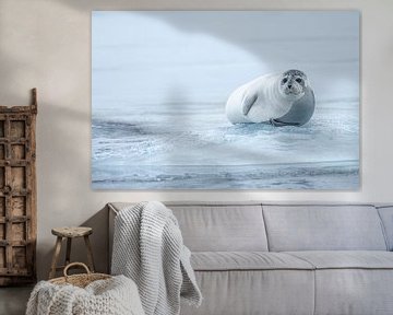 Phoque sur la glace sur Douwe Schut