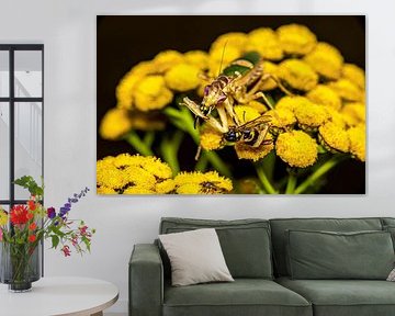 Asiatische Blütenmantis