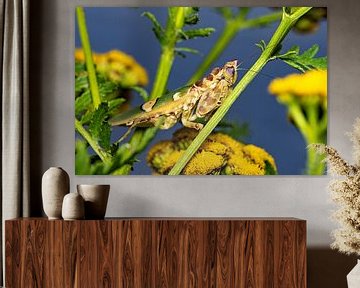 Asian flower mantis by Roland Brack