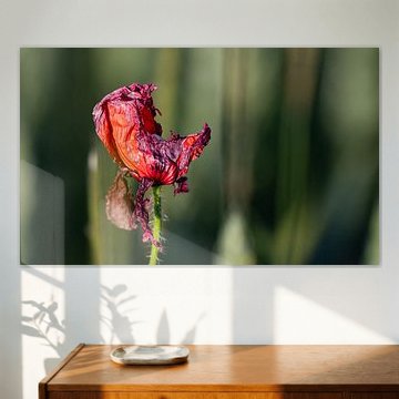 The ephemeral beauty of nature by Stefan Hauser