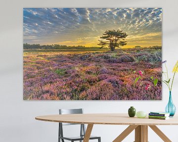 Helderse duinen met paarse heide van eric van der eijk