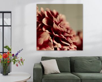 Dark moody dahlias's in a square format - moody nature photography by Christa Stroo photography