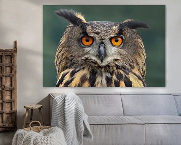 Europese Oehoe (Bubo bubo) van Ronald Pol