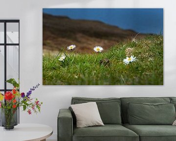 Daisies bloom in the grass. Scottish Highlands by Albert Brunsting