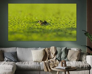 Groene kikker in het eendenkroos van Hilde Remerie Photography and digital art