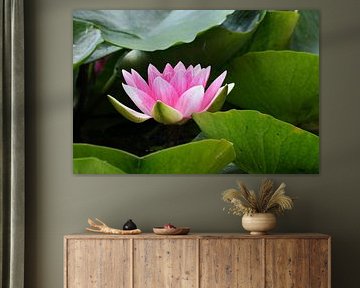 Roze Waterlelie
