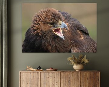 Steenarend (Aquila chrysaetos) van Ronald Pol