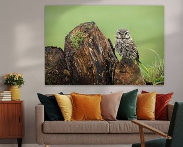 Steenuil (Athene noctua) van Ronald Pol