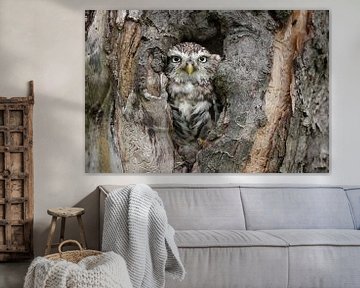 Steenuil (Athene noctua) van Ronald Pol