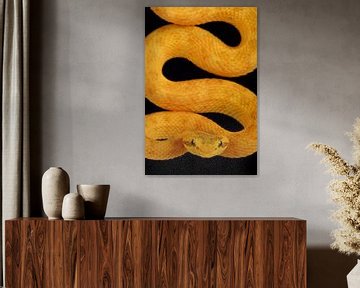 Wimpergroefkopadder (Bothriechis schlegelii) van Ronald Pol