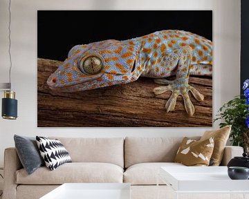 Tokay (Gekko gecko) by Ronald Pol