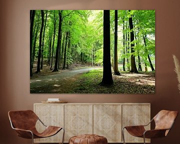 forest by Ostsee Bilder