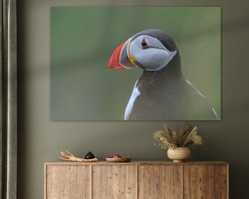 Puffin portrait by Larissa Rand