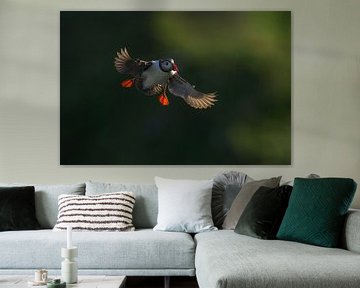 Puffin in the last sunlight by Larissa Rand