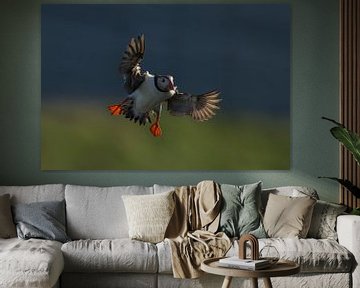 Puffin with backlight by Larissa Rand