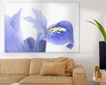 Dwarf Beardless Iris against a white background