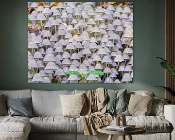 La ville champignon sur Rudi Everaert