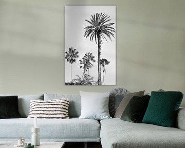 Palmbomen in zwart wit