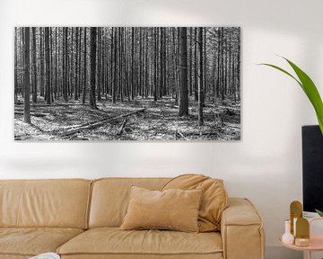 Straight trees in black and white by Artist Impression of Nature