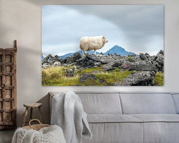 Schapen in een lavaveld van Matteo Del Grosso