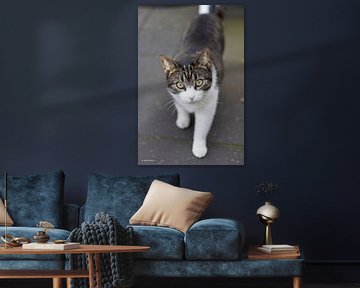 Cat, looking straight at it. by Jessicaartjes