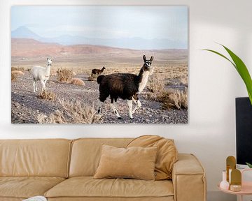 Alpaca's in de Atacama woestijn van Romy Oomen