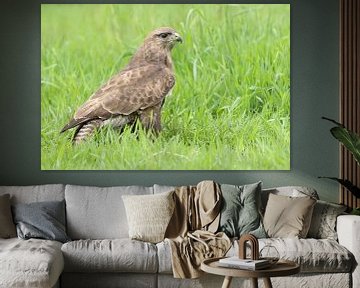 Buizerd (Buteo buteo) van Ronald Pol